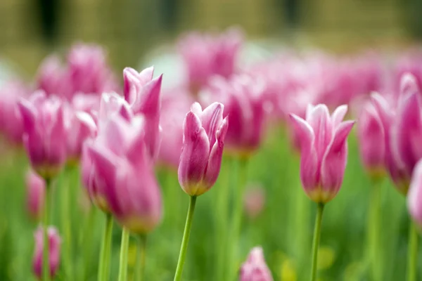 Tulipány v zahradě — Stock fotografie