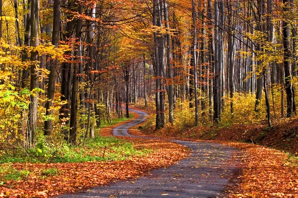 Ліс восени — стокове фото