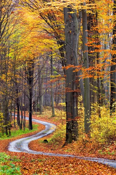 Az őszi erdő — Stock Fotó