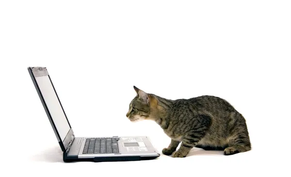 Laptop ve kedi — Stockfoto