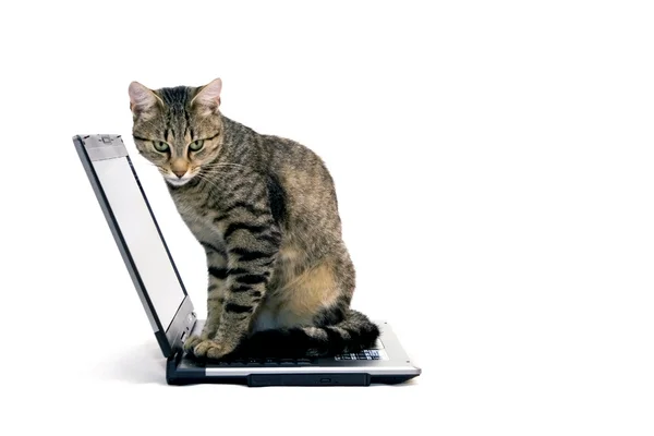 Laptop ve kedi — Stockfoto