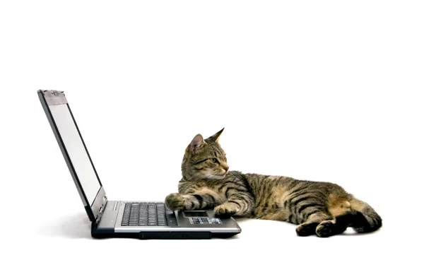 Laptop och katt — Stockfoto