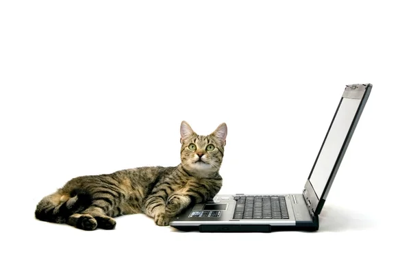 Laptop och katt — Stockfoto