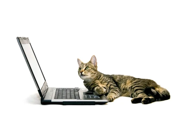 笔记本电脑和猫 — 图库照片