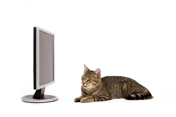 Monitor a domácí kočka — Stock fotografie
