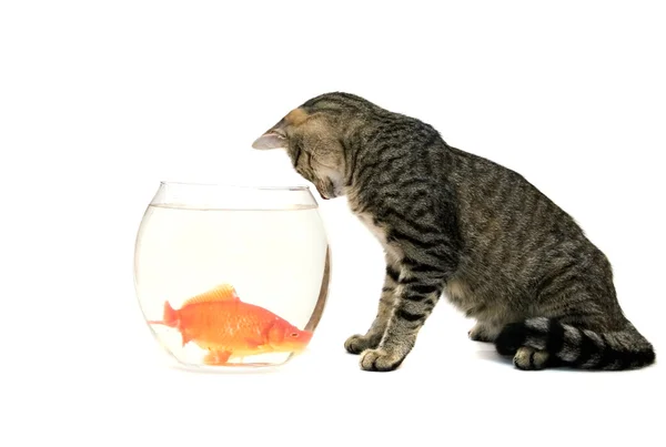 Domácí kočka a zlatá ryba — Stock fotografie