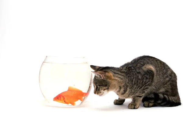 Kot domowy i złota ryba — Zdjęcie stockowe