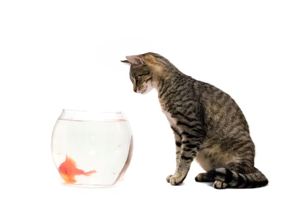 家猫和金鱼 — 图库照片