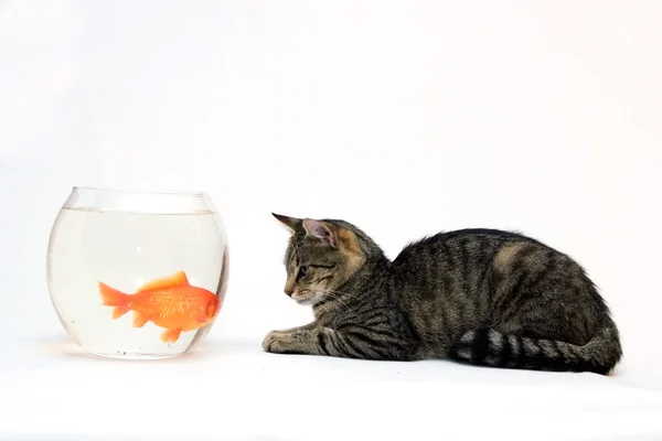 집고양이와 금붕어 — 스톡 사진