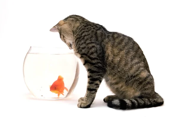 Kot domowy i złota ryba — Zdjęcie stockowe