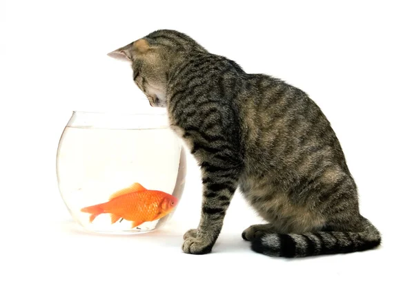 Главная кошка и золотая рыбка — стоковое фото