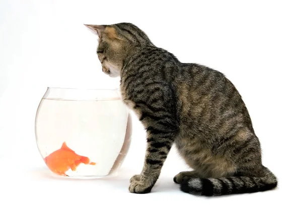 Casa gato e um peixe dourado — Fotografia de Stock