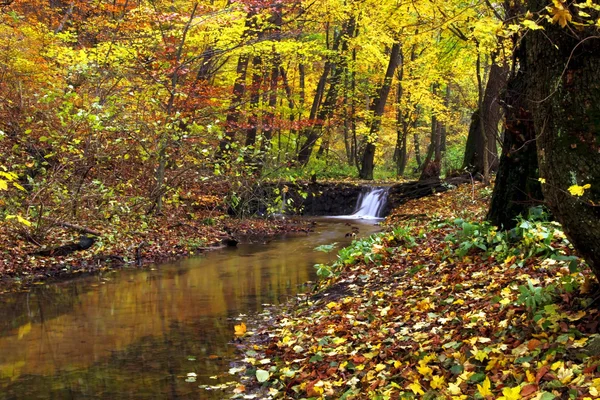 Floresta no Outono — Fotografia de Stock