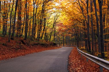 Sonbaharda kır yolu