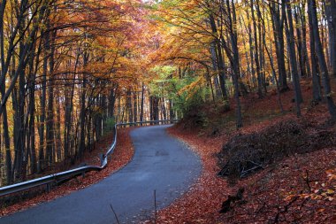 Sonbaharda kır yolu