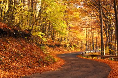 Country road in autumn clipart