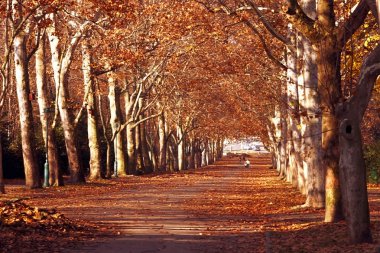 Park in autumn clipart