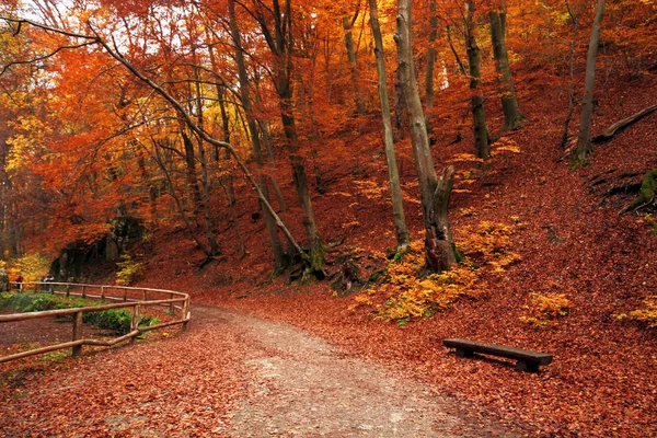 Floresta no Outono — Fotografia de Stock
