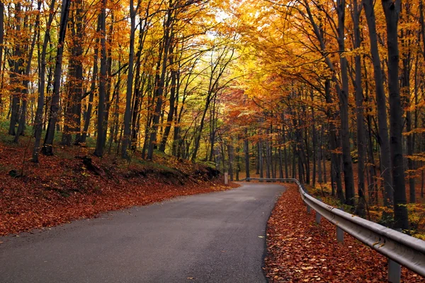 Sonbaharda kır yolu — Stok fotoğraf