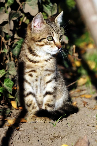 Gato no exterior — Fotografia de Stock