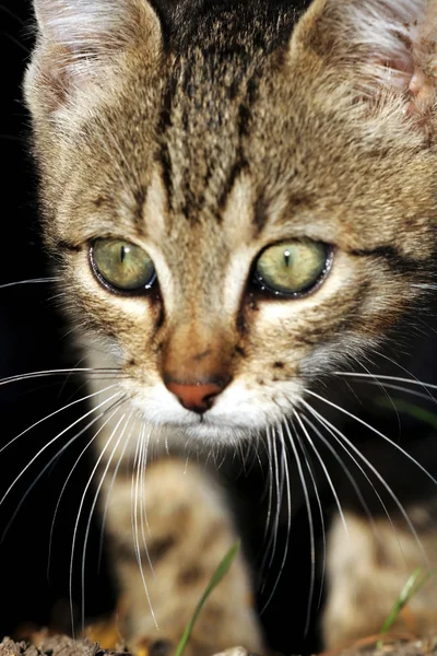 Açık kedi — Stok fotoğraf