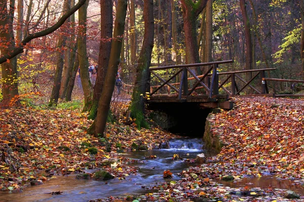 Stock image Creek in the forest