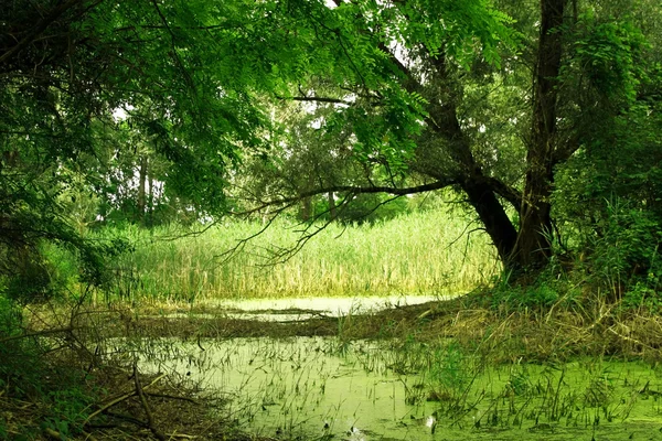 stock image Lake