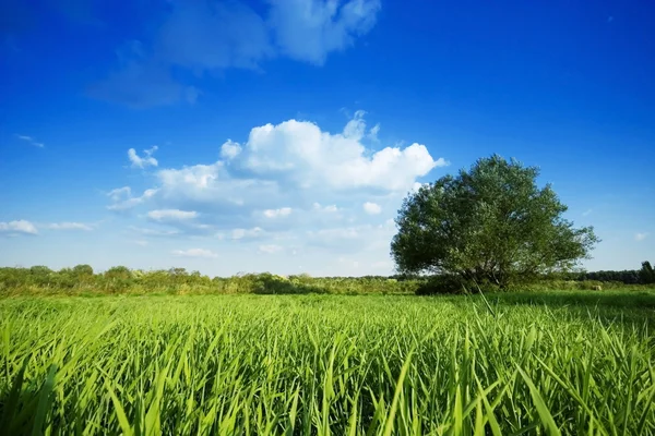 Árbol en el campo — Foto de Stock