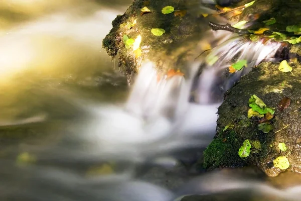 Folhas de outono em um riacho — Fotografia de Stock