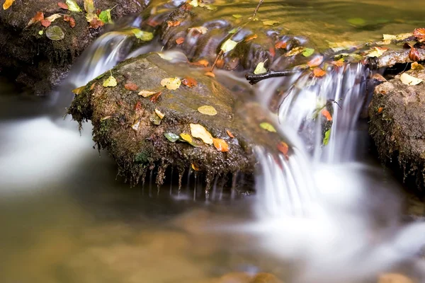 Autumn leaves in a creek — Stock Photo, Image
