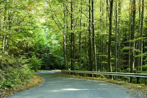 stock image Green forest