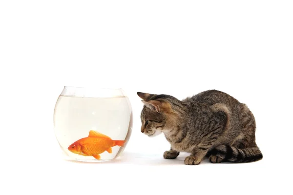 Главная кошка и золотая рыбка — стоковое фото