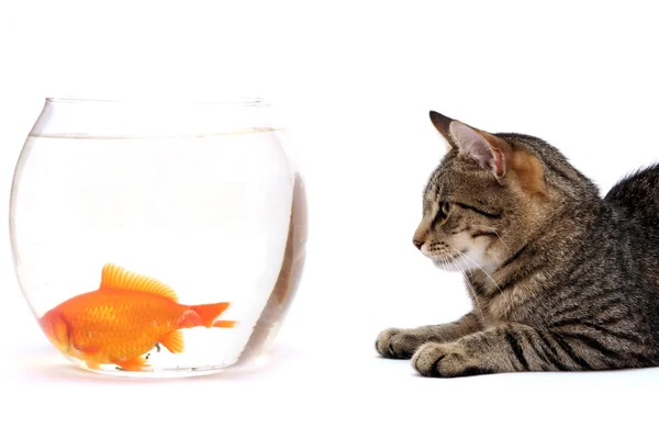 Thuis kat en een gouden vis — Stockfoto