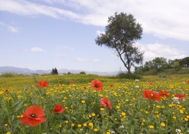 Kırmızı haşhaş