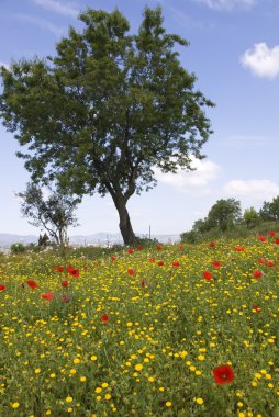 Kırmızı haşhaş