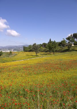 Kırmızı haşhaş