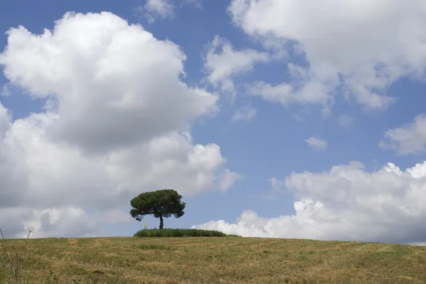 stock image Alone on the meadow