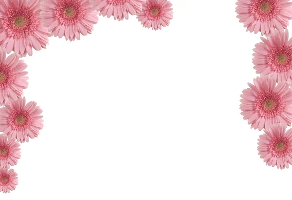 Coloured flowers — Stock Photo, Image