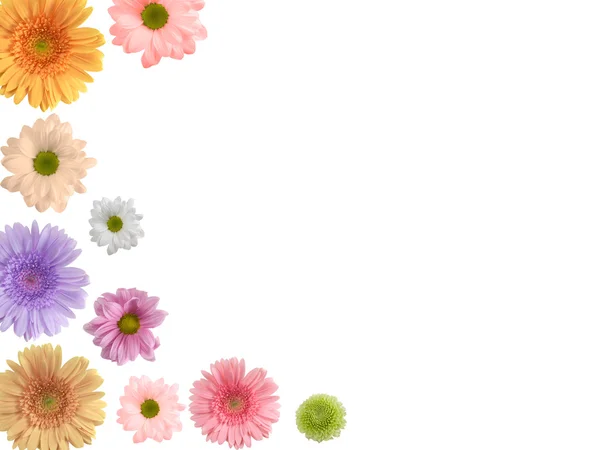 Gekleurde bloemen — Stockfoto