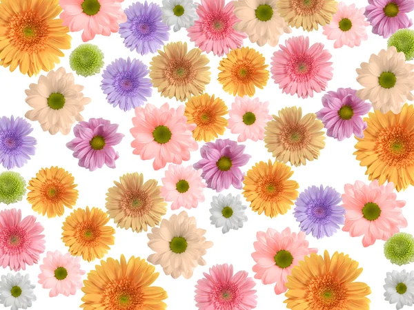 Fondo de flores de colores —  Fotos de Stock