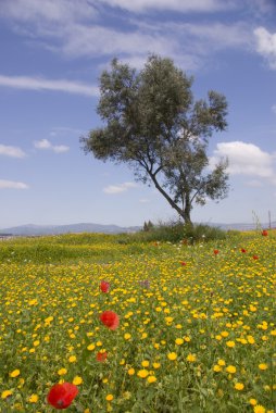 Kırmızı haşhaş