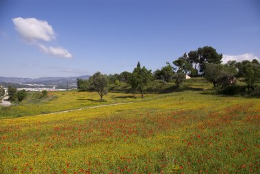 Kırmızı haşhaş