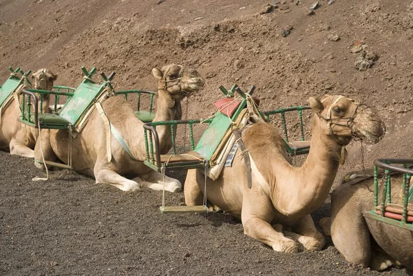 Kamelen — Stockfoto