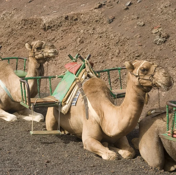 Camellos — Foto de Stock