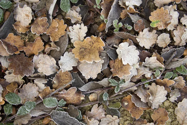 Trockene und gefrorene Blätter — Stockfoto