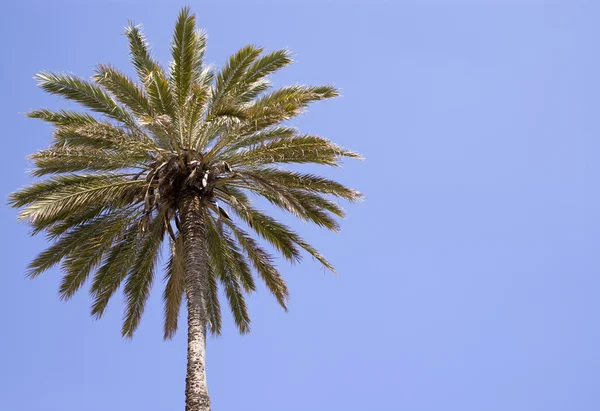 stock image Palm tree