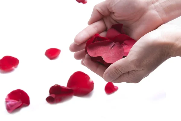 stock image Red petals