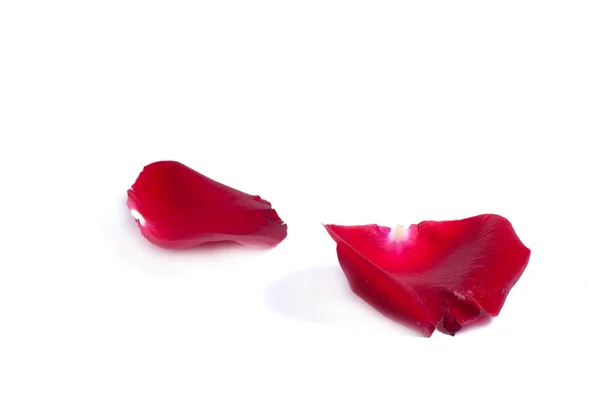Petali rossi — Foto Stock