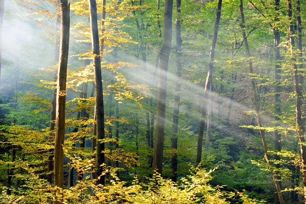 Luzes da floresta de outono — Fotografia de Stock