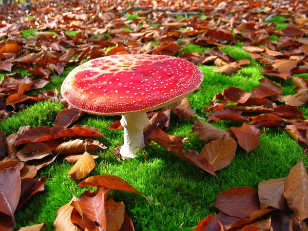 Red flyagaric in the autumn forest — Stock Photo, Image